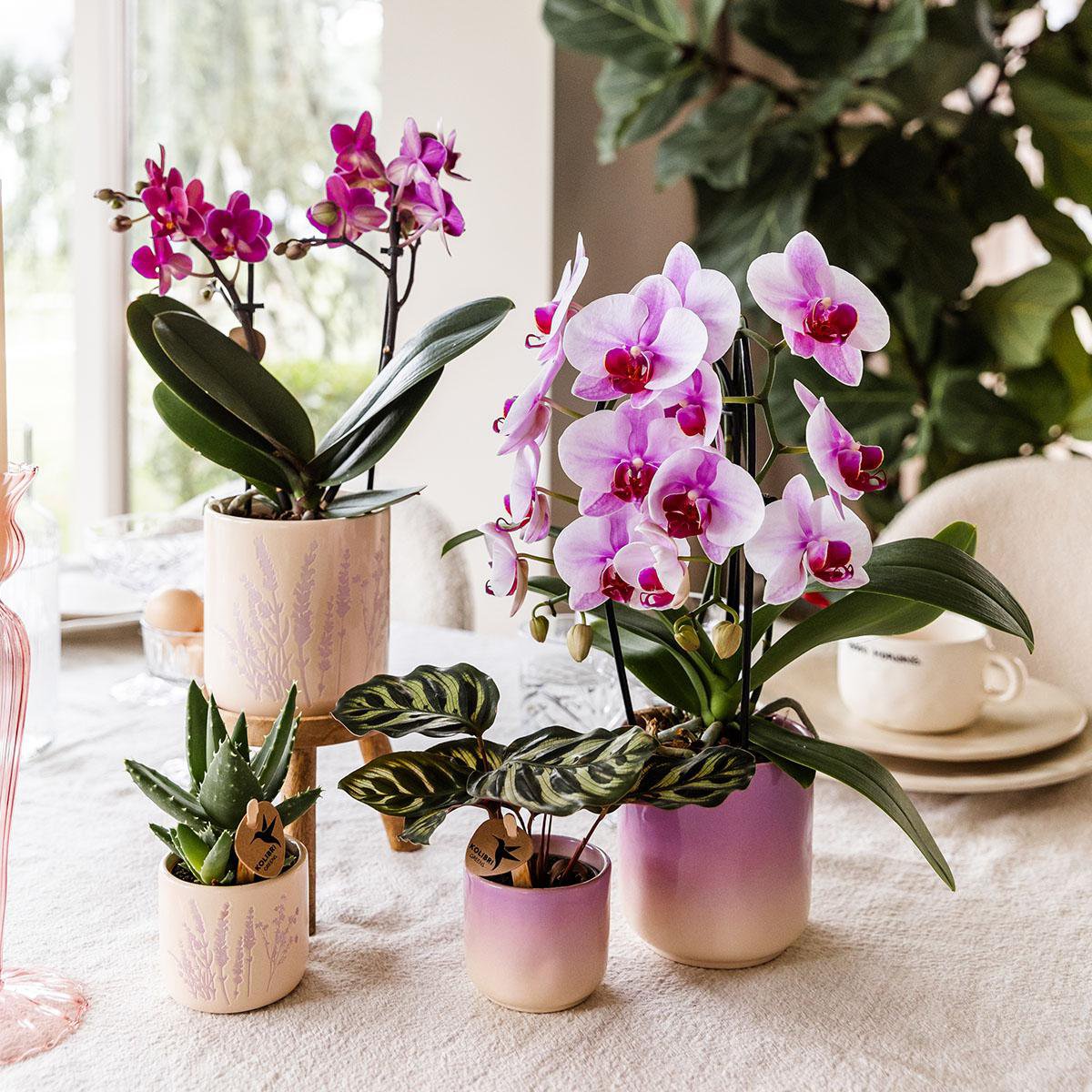 Paarse Gradience bloempot voor orchidee – keramische sierpot Ø9 cm