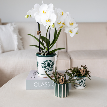 Groene Malaga bloempot voor orchidee – keramische sierpot Ø9 cm