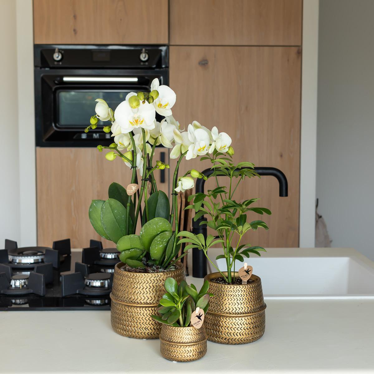 Gouden Groove bloempot voor orchidee – keramische sierpot Ø9 cm