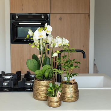 Gouden Groove bloempot voor orchidee – keramische sierpot Ø9 cm
