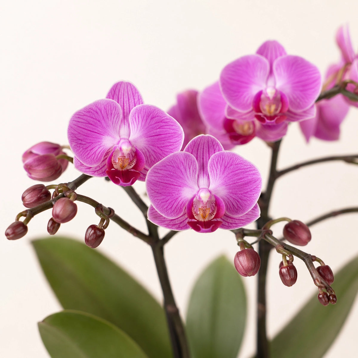 Plantenset met paarse Phalaenopsis orchidee ‘Vienna’ en succulent – Tube sierpotten Ø9 cm