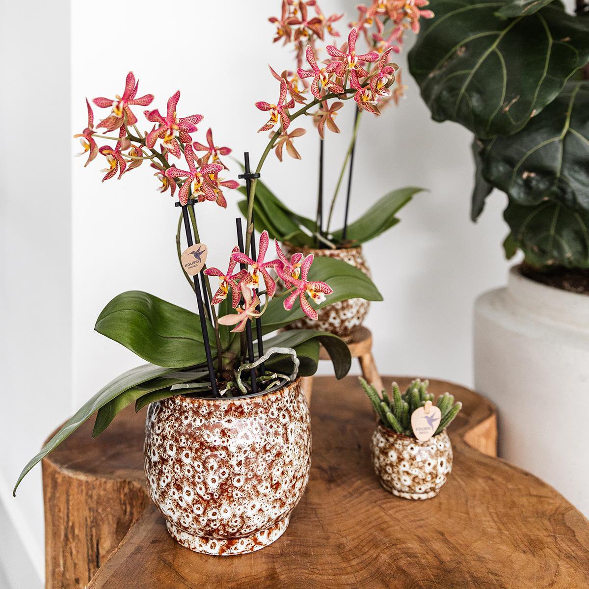 Safari bloempot voor orchidee – keramische sierpot Ø12 cm