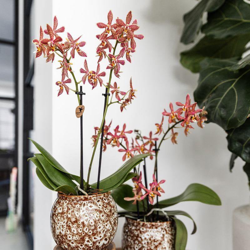 Safari bloempot voor orchidee – keramische sierpot Ø9 cm