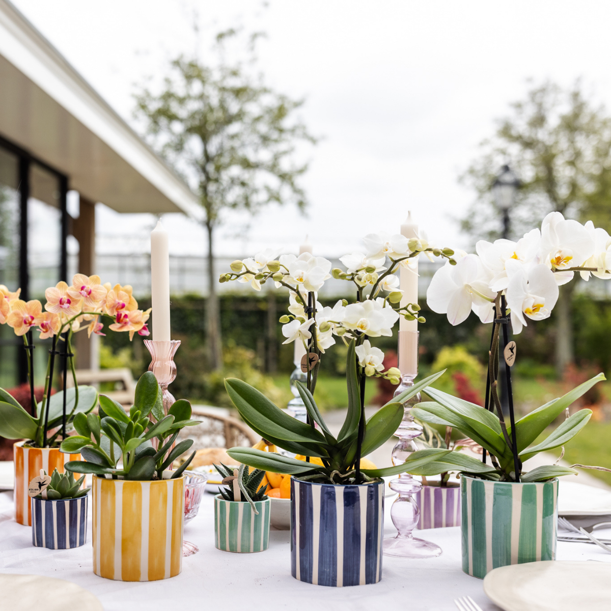Gele Painted Stripe bloempot voor orchidee – keramische sierpot Ø9 cm
