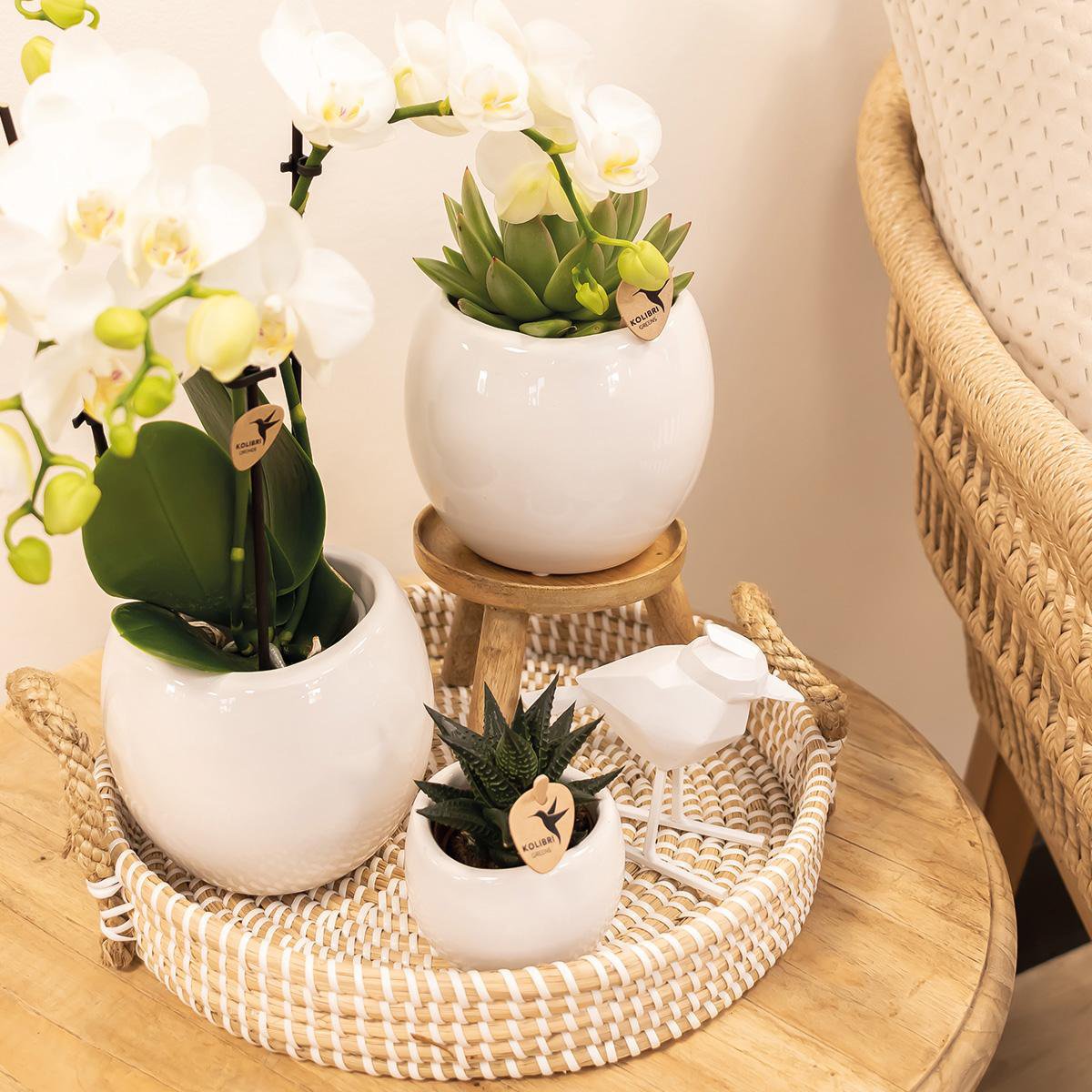 Witte Bowl bloempot voor orchidee – keramische sierpot Ø9 cm