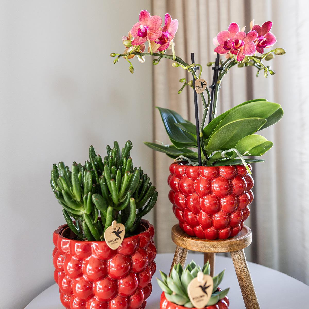 Rode Berry bloempot voor orchidee – keramische sierpot Ø12 cm