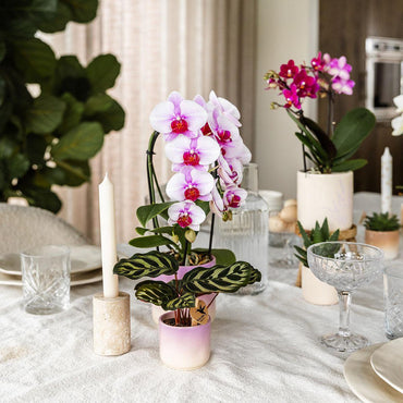Paarse Gradience bloempot voor orchidee – keramische sierpot Ø9 cm