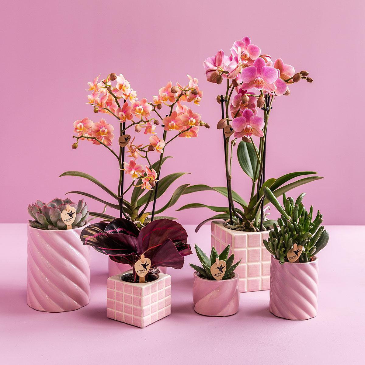 Roze Candy bloempot voor orchidee – hoge keramische sierpot Ø9 cm