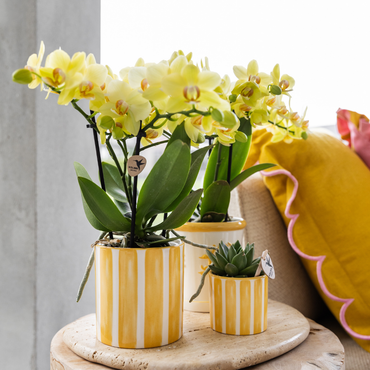 Gele Painted Stripe bloempot voor orchidee – keramische sierpot Ø9 cm
