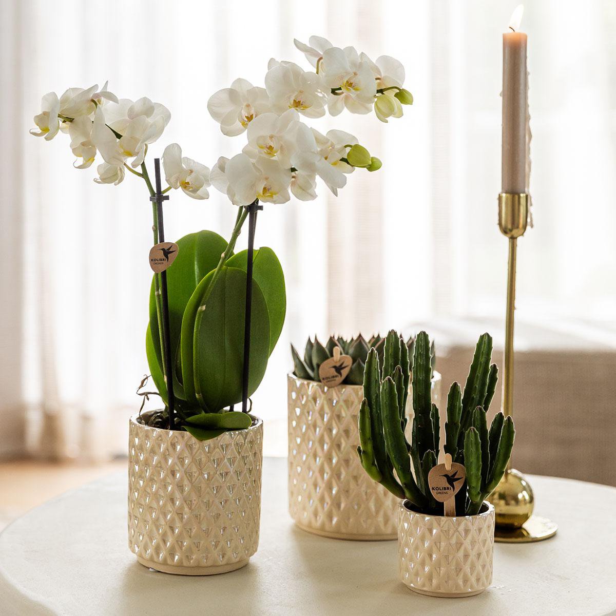 Travertine Diamond Pearl bloempot voor orchidee – keramische sierpot Ø9 cm