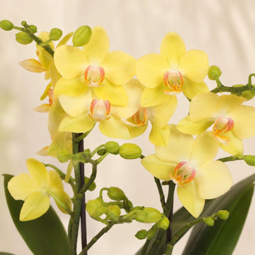 Gele Phalaenopsis orchidee ‘Albenga’ met Painted Stripe sierpot – Ø9 cm