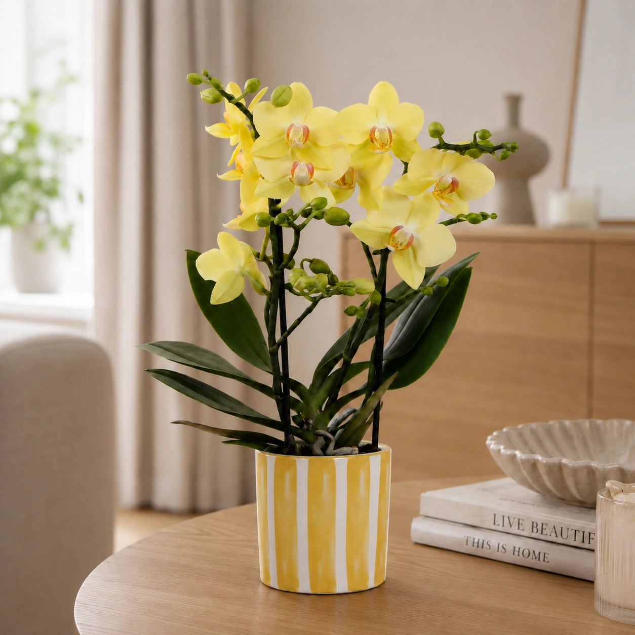 Gele Phalaenopsis orchidee ‘Albenga’ met Painted Stripe sierpot – Ø9 cm