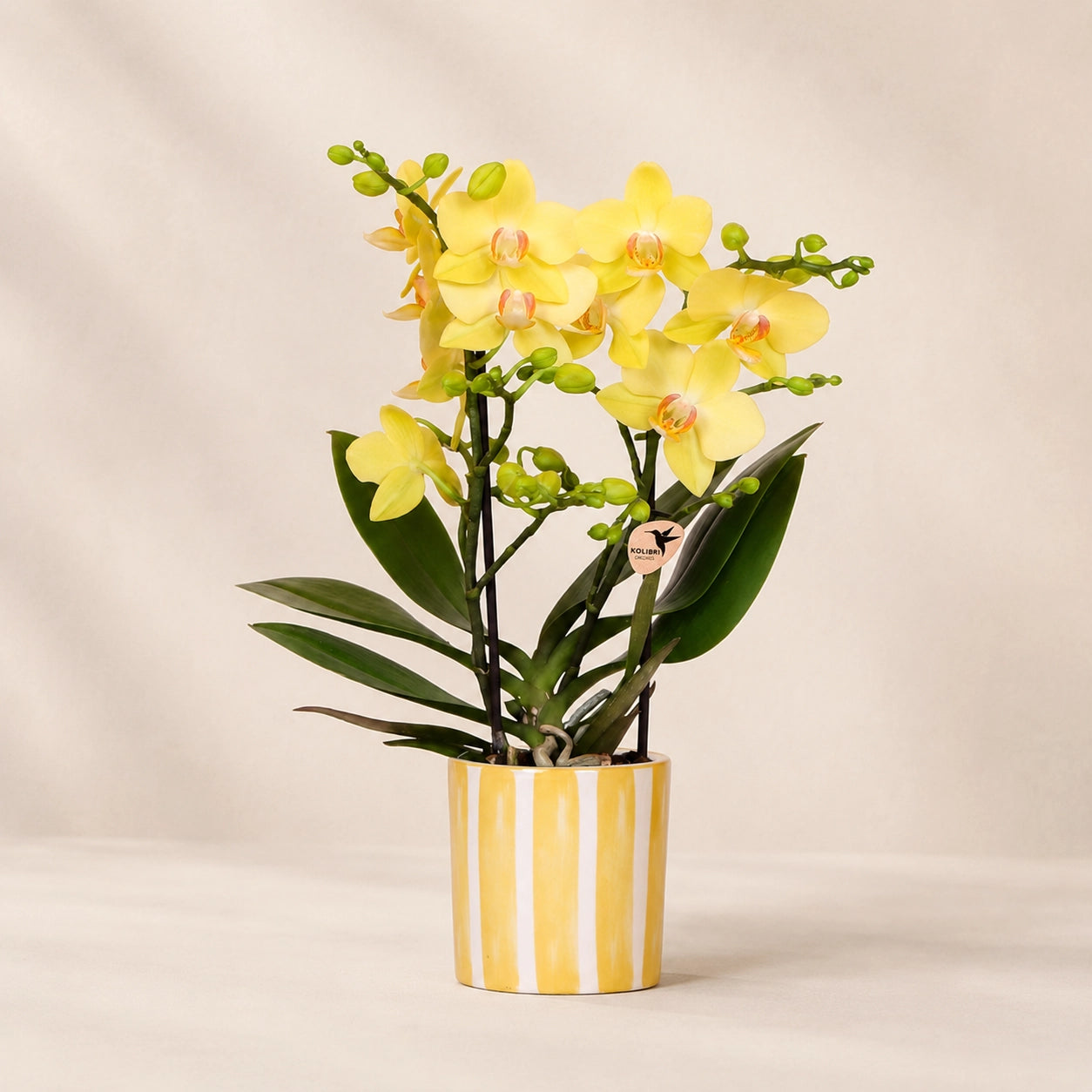 Gele Phalaenopsis orchidee ‘Albenga’ met Painted Stripe sierpot – Ø9 cm