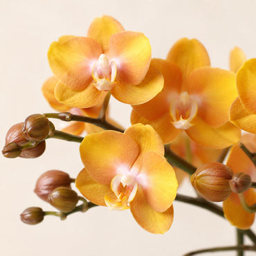 Oranje-gouden Phalaenopsis orchidee ‘Las Vegas’ – Ø12 cm