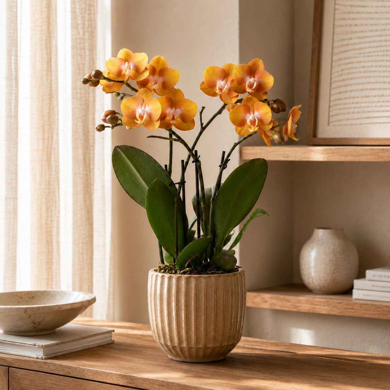 Oranje-gouden Phalaenopsis orchidee ‘Las Vegas’ – Ø12 cm