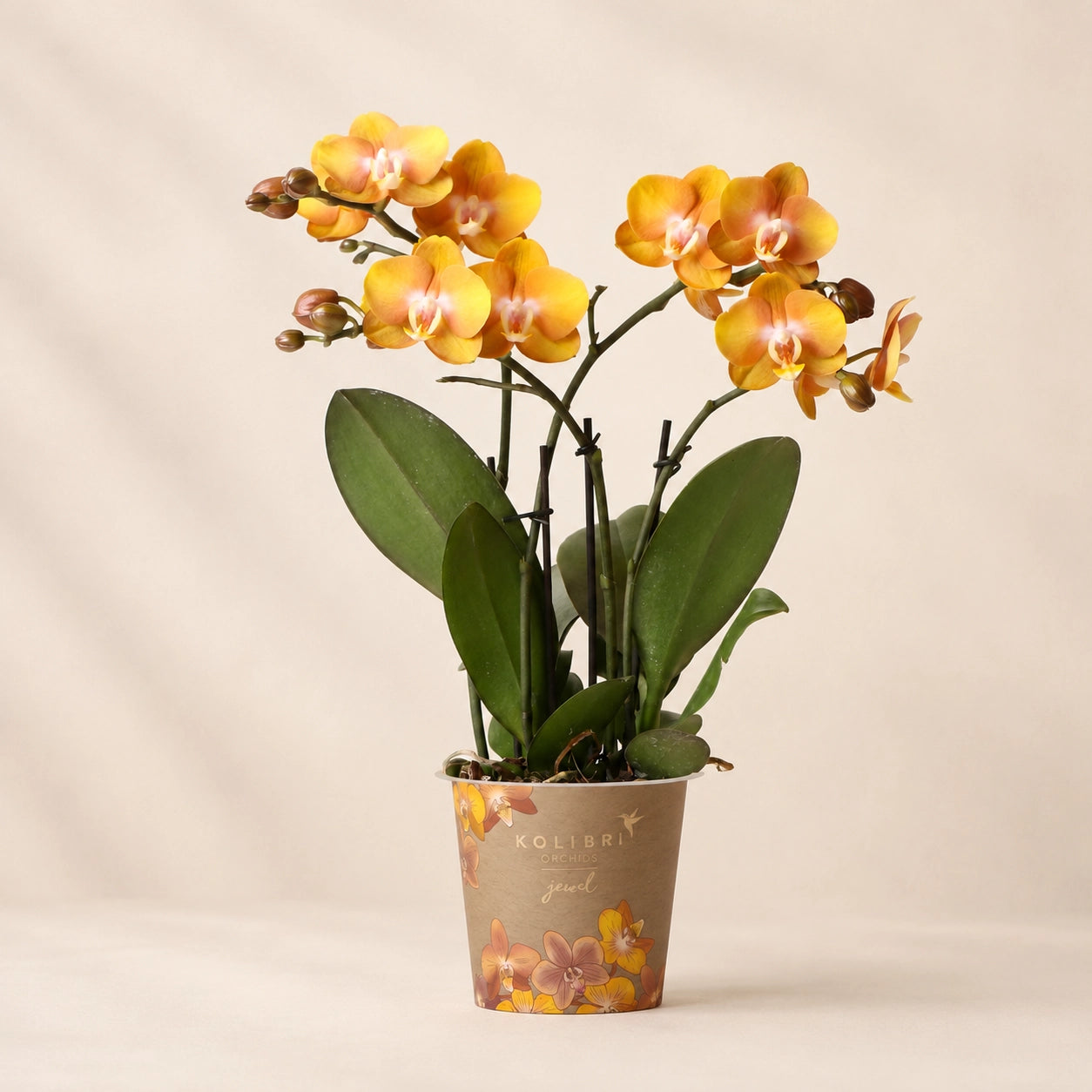 Oranje-gouden Phalaenopsis orchidee ‘Las Vegas’ – Ø12 cm