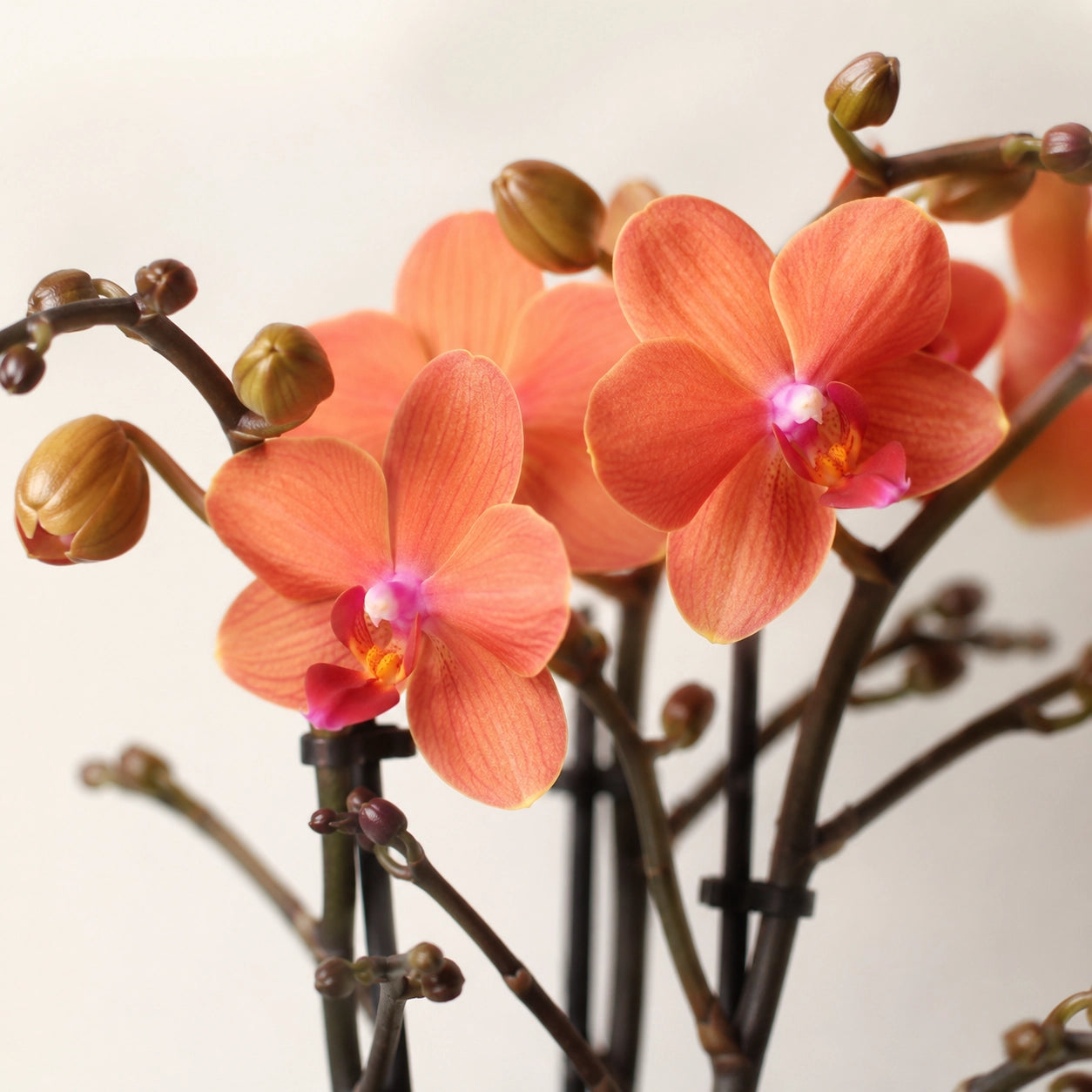 Oranje Phalaenopsis orchidee ‘Bolzano’ met Bubble sierpot – Ø9 cm
