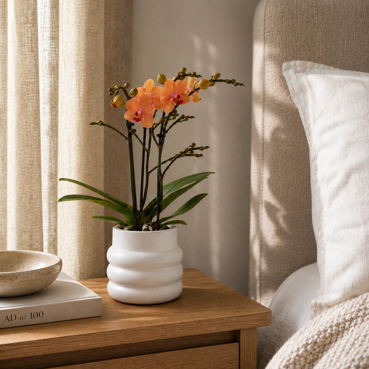 Oranje Phalaenopsis orchidee ‘Bolzano’ met Bubble sierpot – Ø9 cm