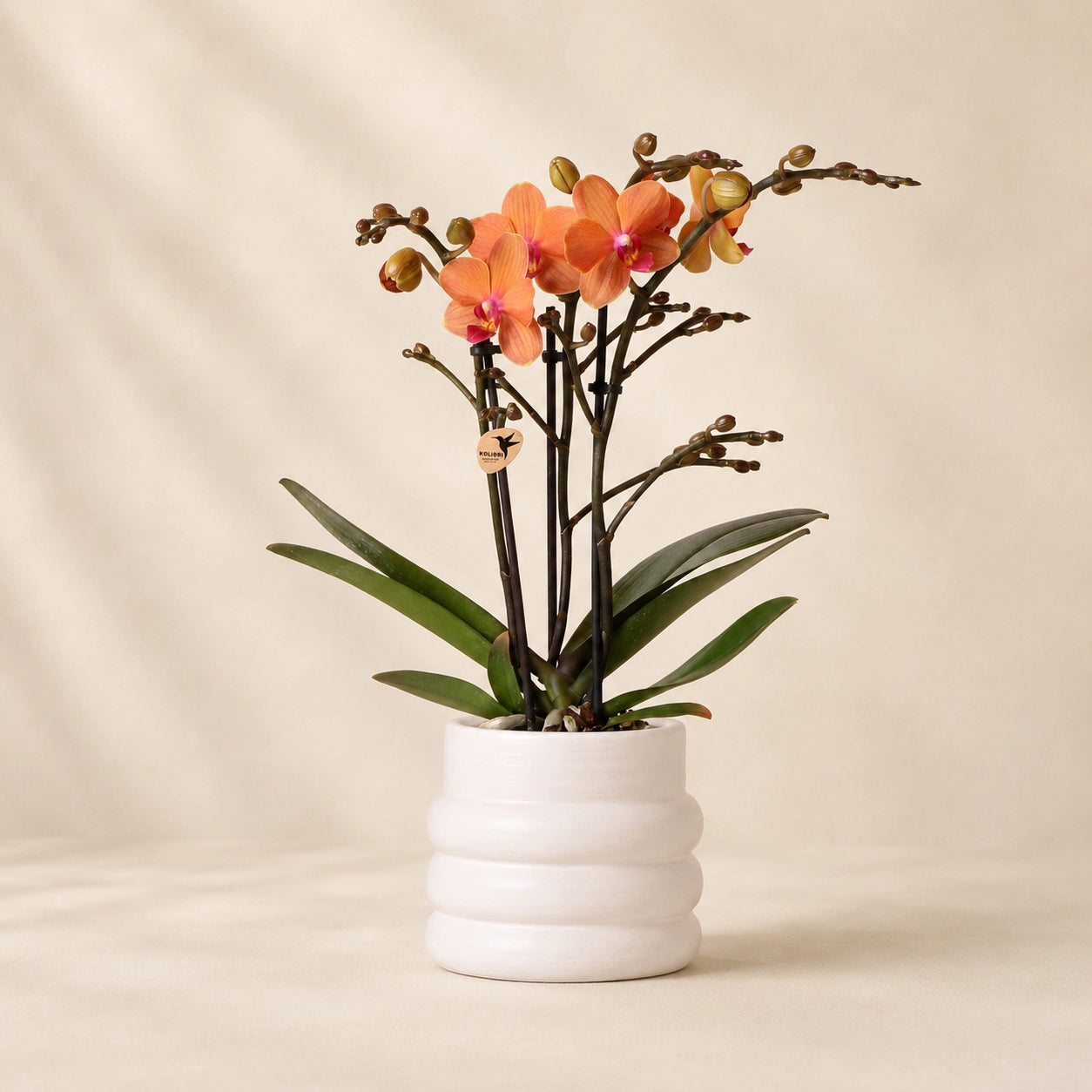 Oranje Phalaenopsis orchidee ‘Bolzano’ met Bubble sierpot – Ø9 cm
