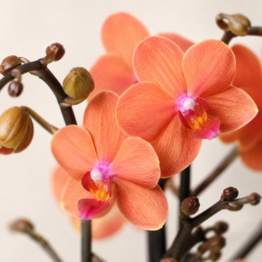 Oranje Phalaenopsis orchidee ‘Bolzano’ met Jaguar sierpot – Ø9 cm