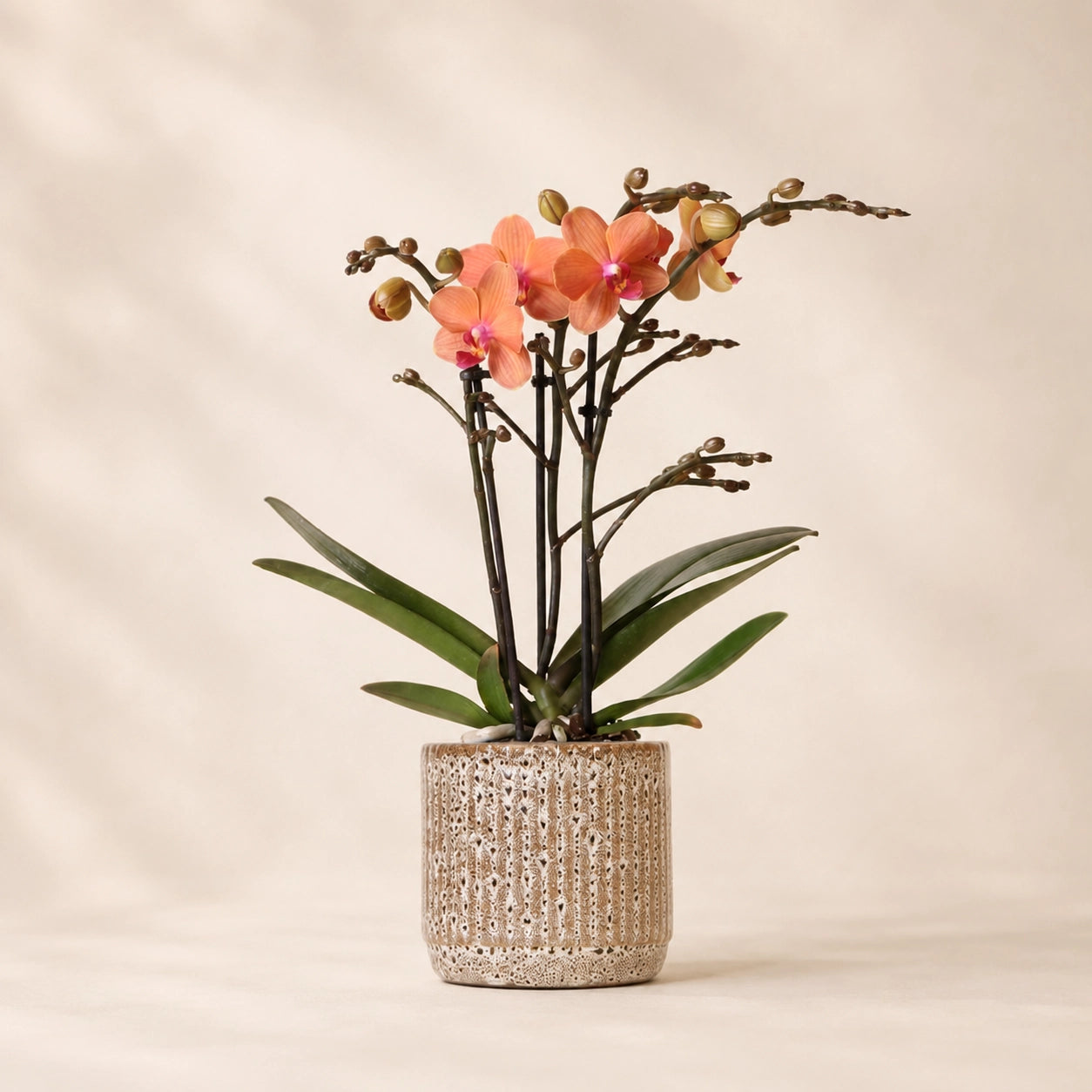 Oranje Phalaenopsis orchidee ‘Bolzano’ met Jaguar sierpot – Ø9 cm