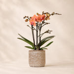 Oranje Phalaenopsis orchidee ‘Bolzano’ met Jaguar sierpot – Ø9 cm