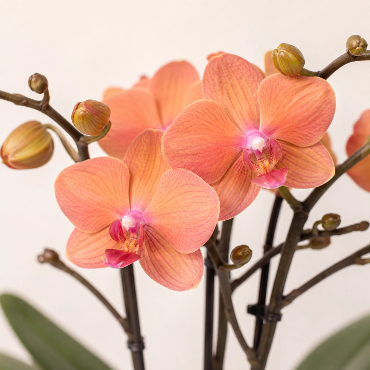 Oranje Phalaenopsis orchidee ‘Bolzano’ met Safari sierpot – Ø9 cm