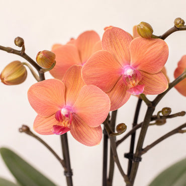 Oranje Phalaenopsis orchidee ‘Bolzano’ met Safari sierpot – Ø9 cm