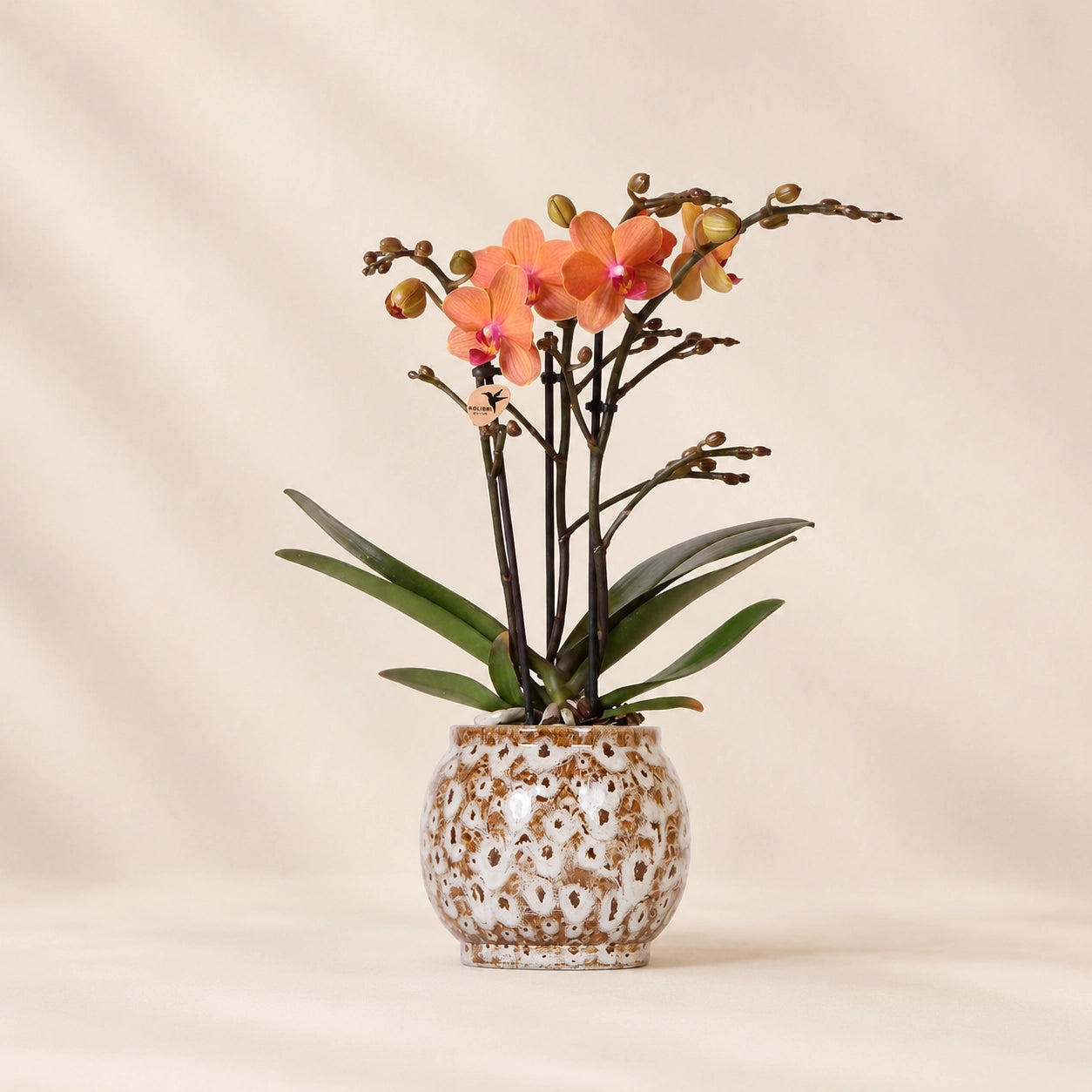Oranje Phalaenopsis orchidee ‘Bolzano’ met Safari sierpot – Ø9 cm