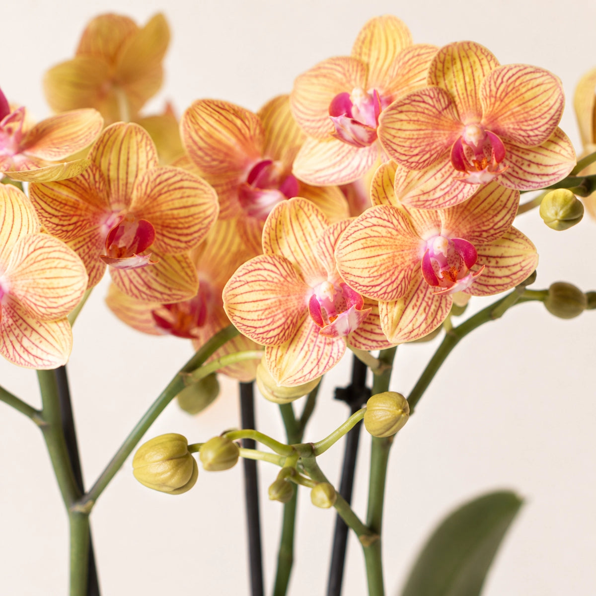 Plantenset met oranje Phalaenopsis orchidee en groene plant – Optimism Peach Candy sierpotten met dienblad