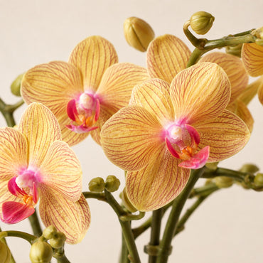 Oranje Phalaenopsis orchidee ‘Jamaica’ met Malaga sierpot – Ø9 cm