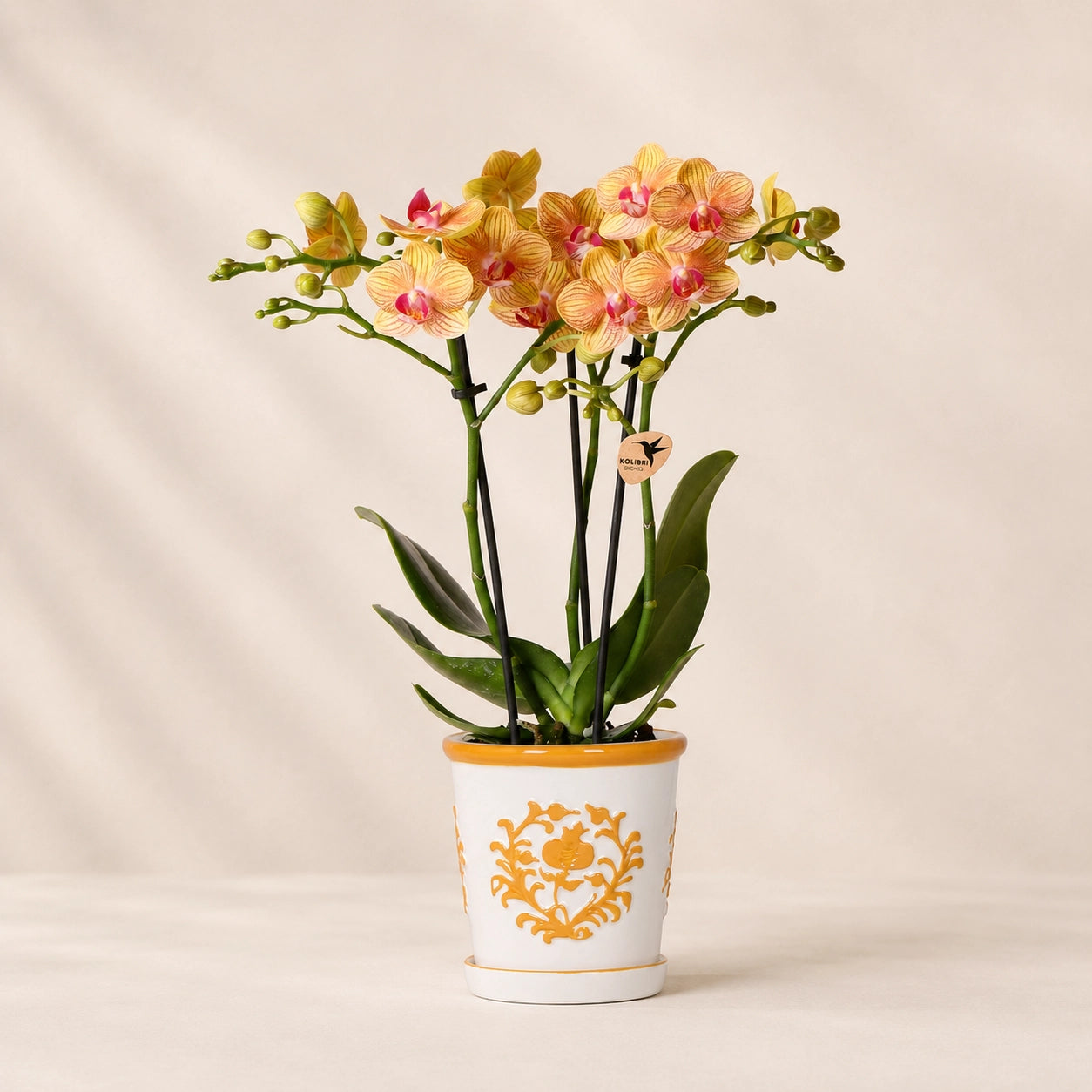 Oranje Phalaenopsis orchidee ‘Jamaica’ met Malaga sierpot – Ø9 cm