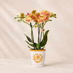 Oranje Phalaenopsis orchidee ‘Jamaica’ met Malaga sierpot – Ø9 cm
