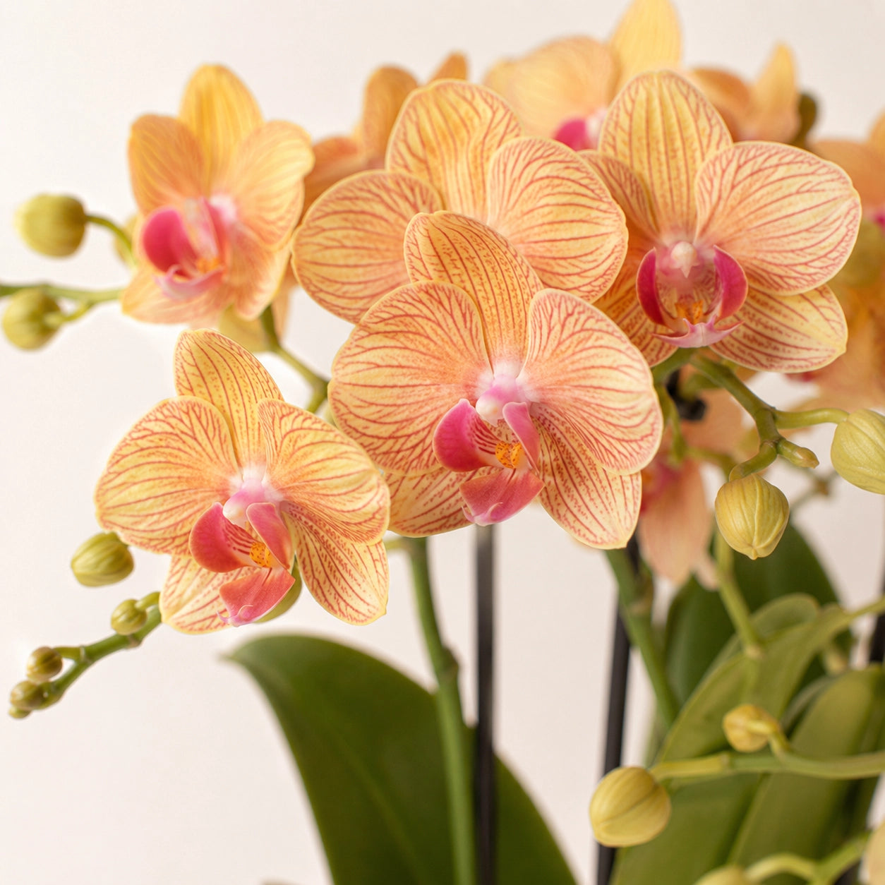 Oranje Phalaenopsis orchidee ‘Jamaica’ met Painted Stripe sierpot in oranje – Ø9 cm