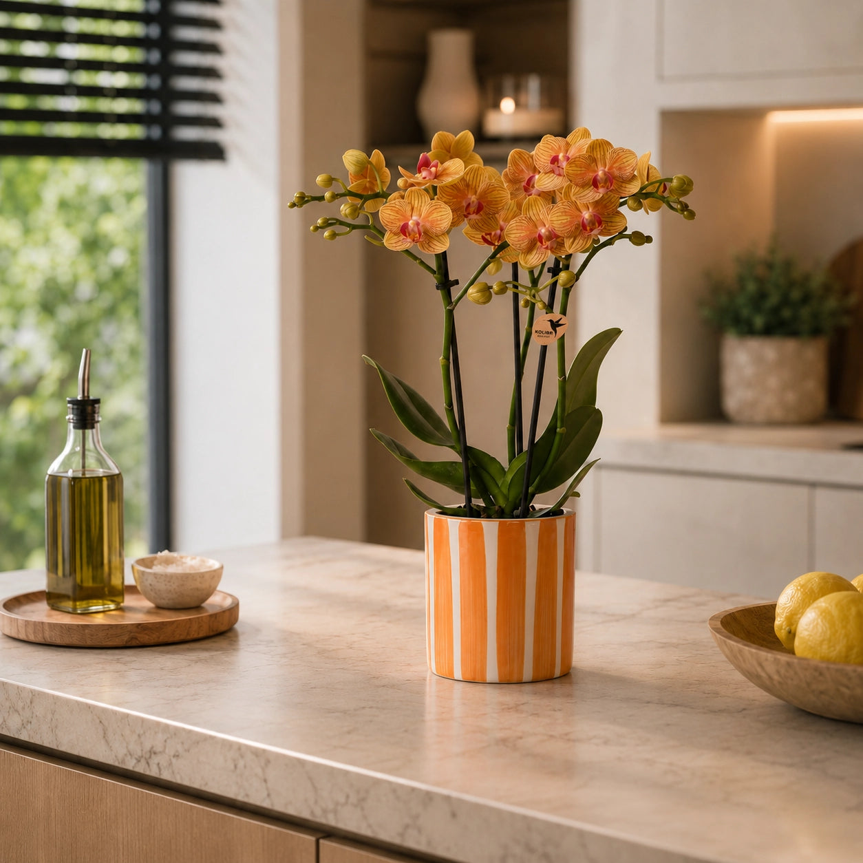 Oranje Phalaenopsis orchidee ‘Jamaica’ met Painted Stripe sierpot in oranje – Ø9 cm