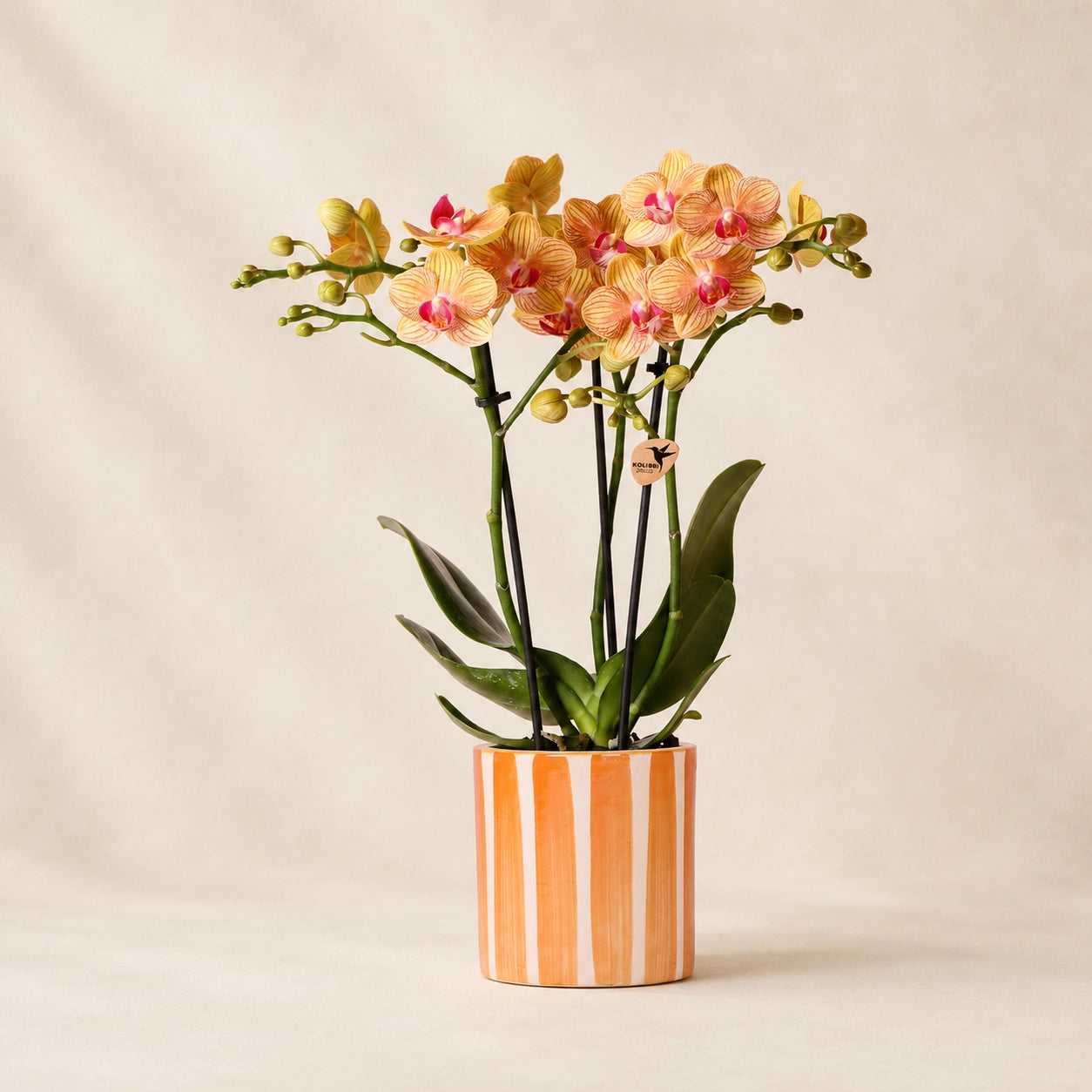 Oranje Phalaenopsis orchidee ‘Jamaica’ met Painted Stripe sierpot in oranje – Ø9 cm