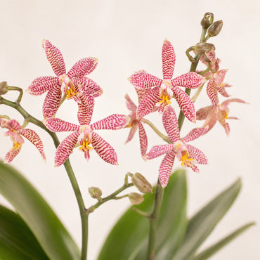 Oranje Phalaenopsis orchidee ‘Spider’ – Ø9 cm
