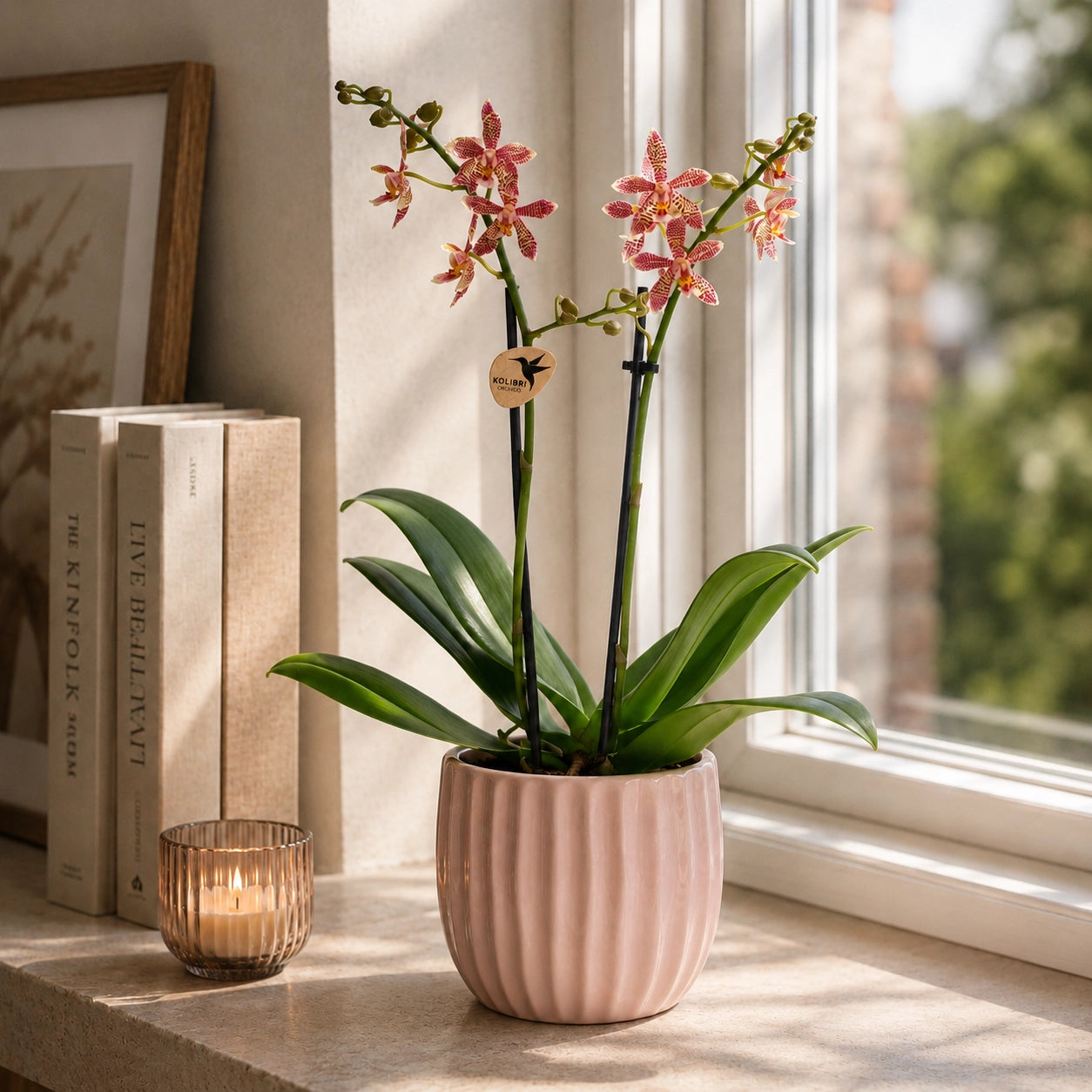 Oranje Phalaenopsis orchidee ‘Spider’ – Ø9 cm