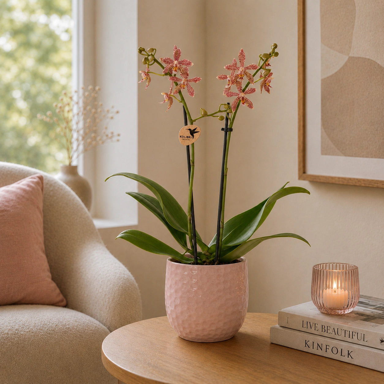Oranje Phalaenopsis orchidee ‘Spider’ – Ø9 cm