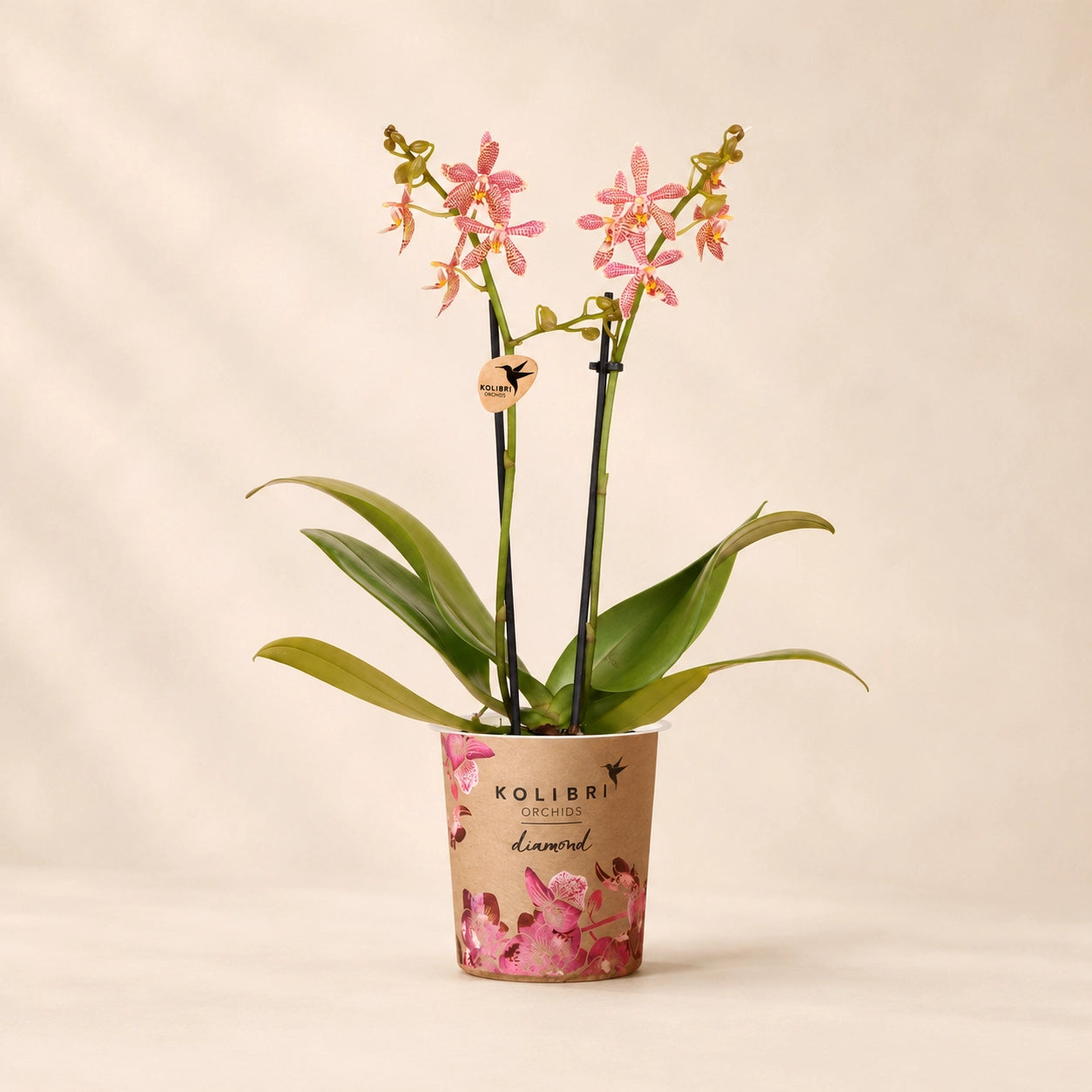 Oranje Phalaenopsis orchidee ‘Spider’ – Ø9 cm