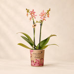 Oranje Phalaenopsis orchidee ‘Spider’ – Ø9 cm