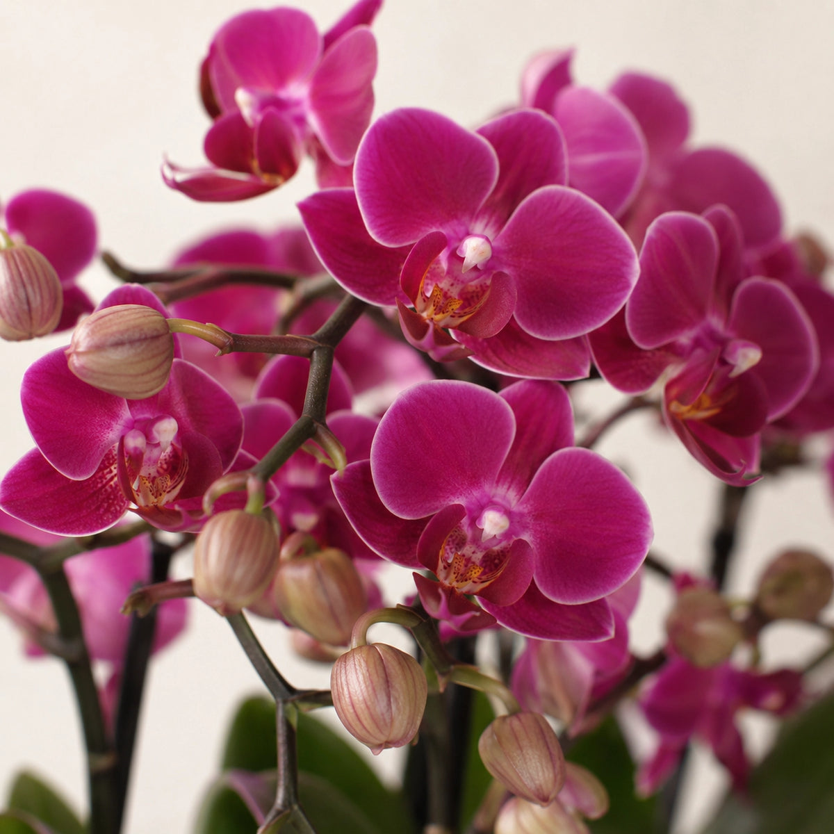 Plantenset met paarse Phalaenopsis orchidee ‘Morelia’ en groene plant – Candy sierpotten met dienblad