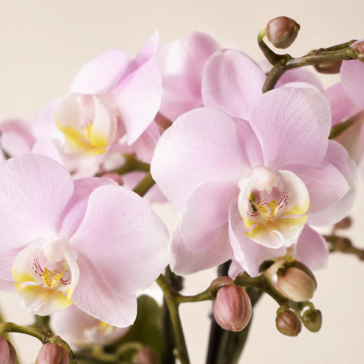 Oudroze Phalaenopsis orchidee ‘Treviso’ – Ø9 cm