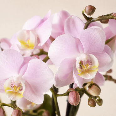 Oudroze Phalaenopsis orchidee ‘Treviso’ – Ø9 cm