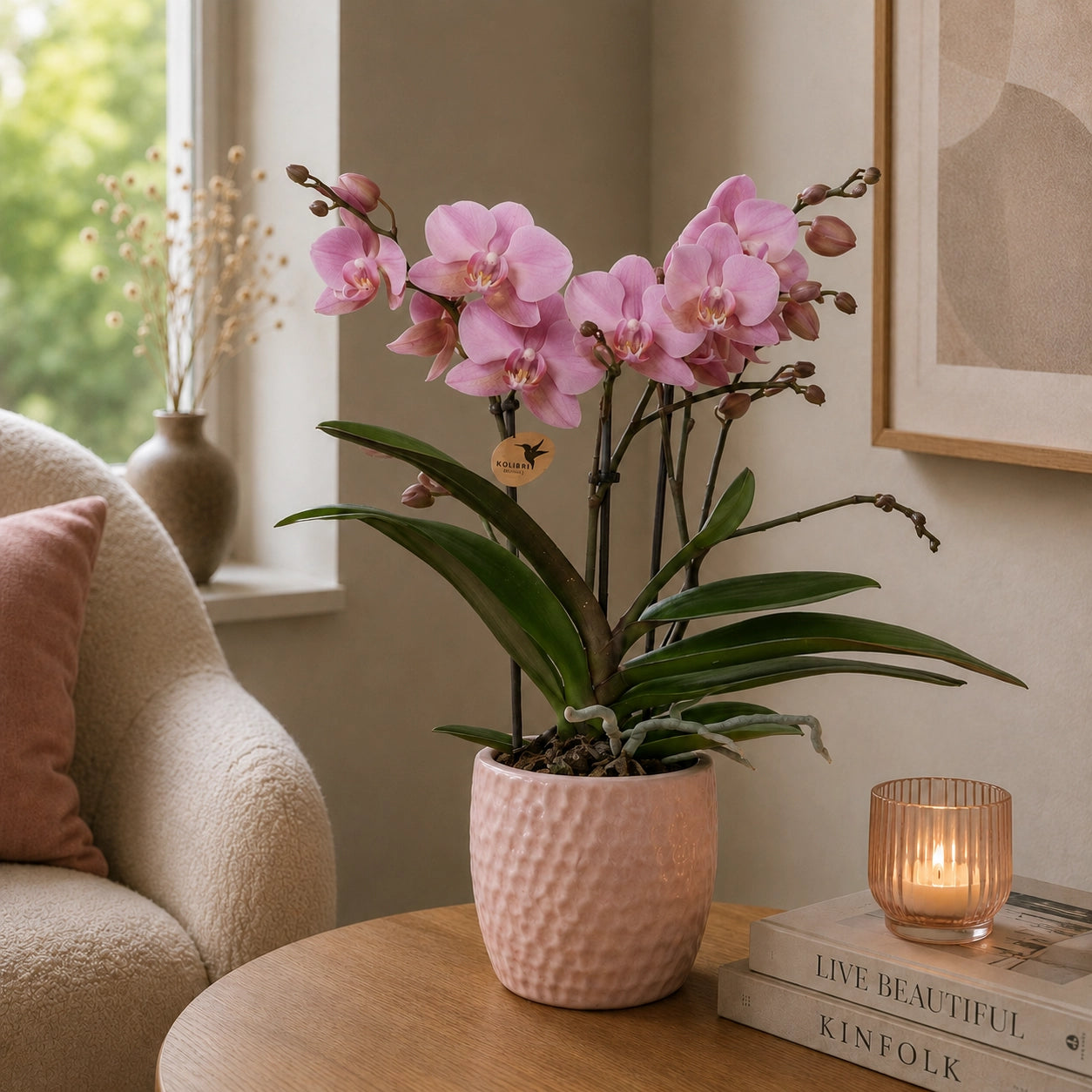 Oudroze Phalaenopsis orchidee ‘Treviso’ – Ø9 cm