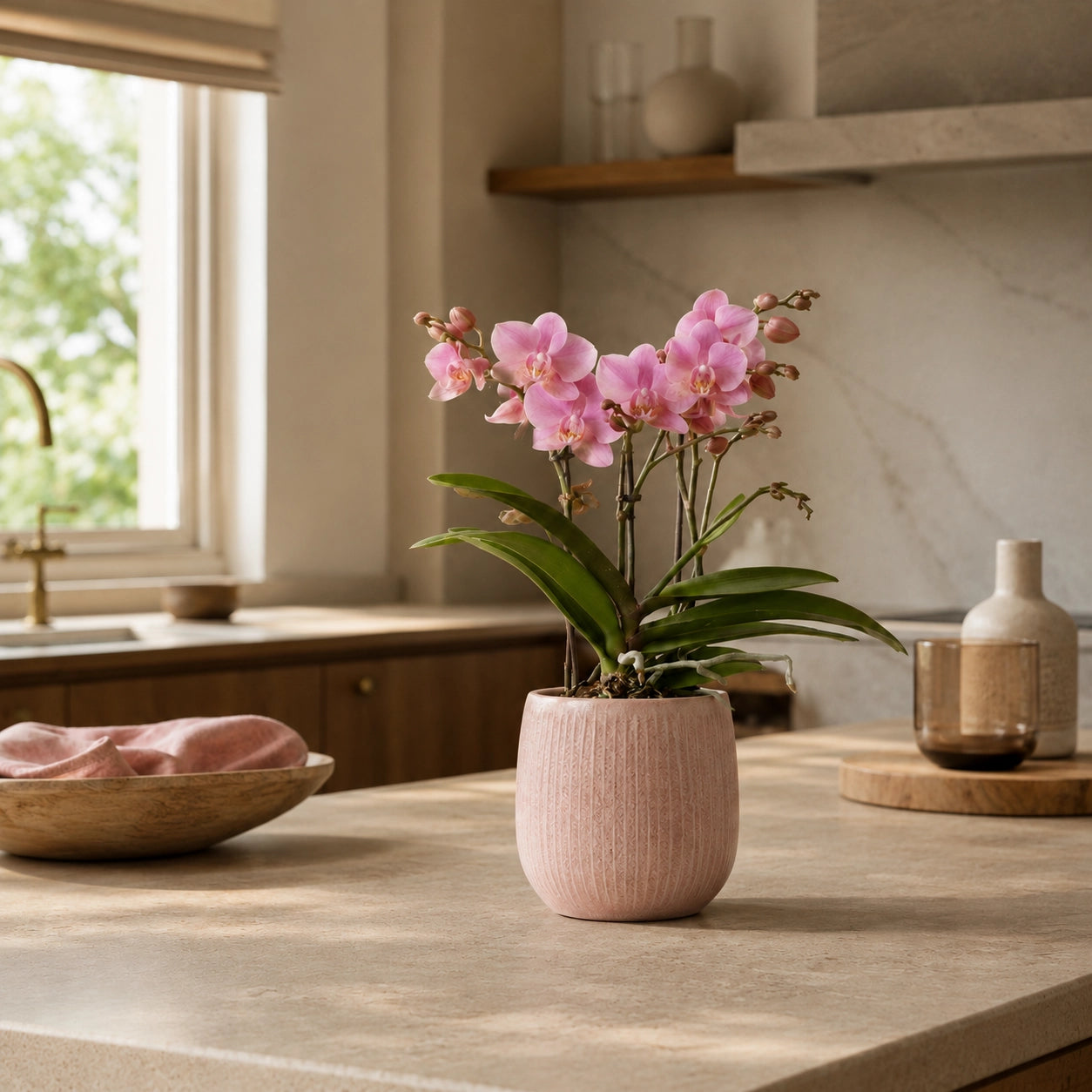 Oudroze Phalaenopsis orchidee ‘Treviso’ – Ø9 cm