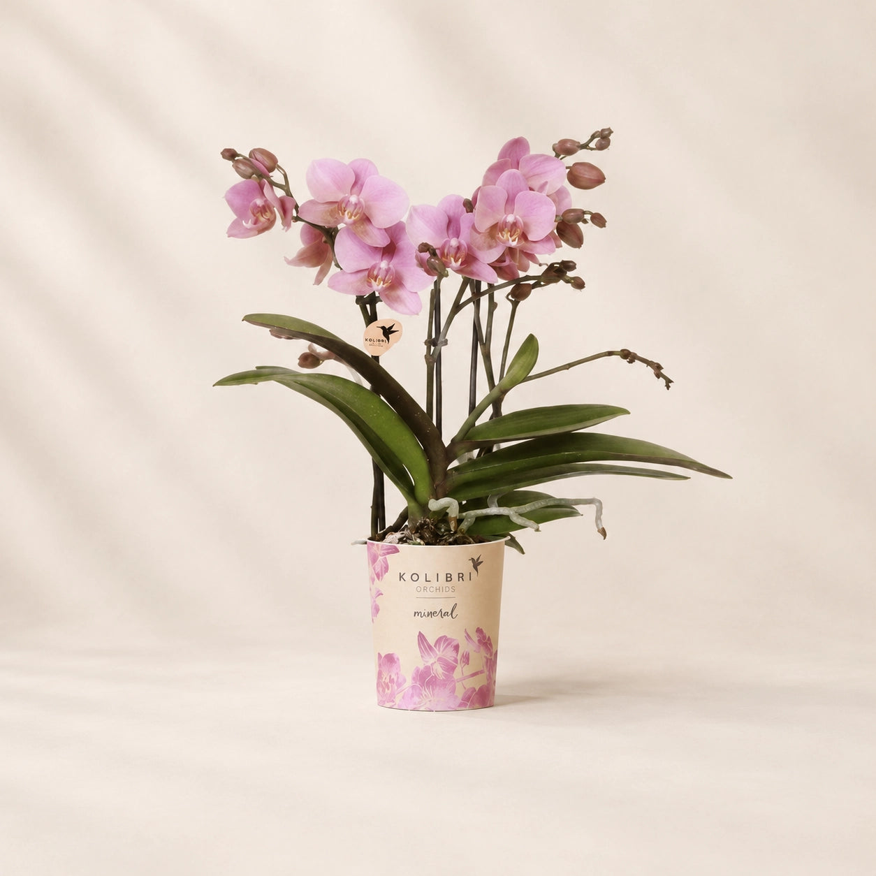 Oudroze Phalaenopsis orchidee ‘Treviso’ – Ø9 cm