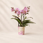 Oudroze Phalaenopsis orchidee ‘Treviso’ – Ø9 cm