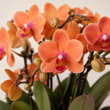 Plantenarrangement met 3 oranje Phalaenopsis ‘Bolzano’ en 3 Rhipsalis – Cotton mand met waterreservoir