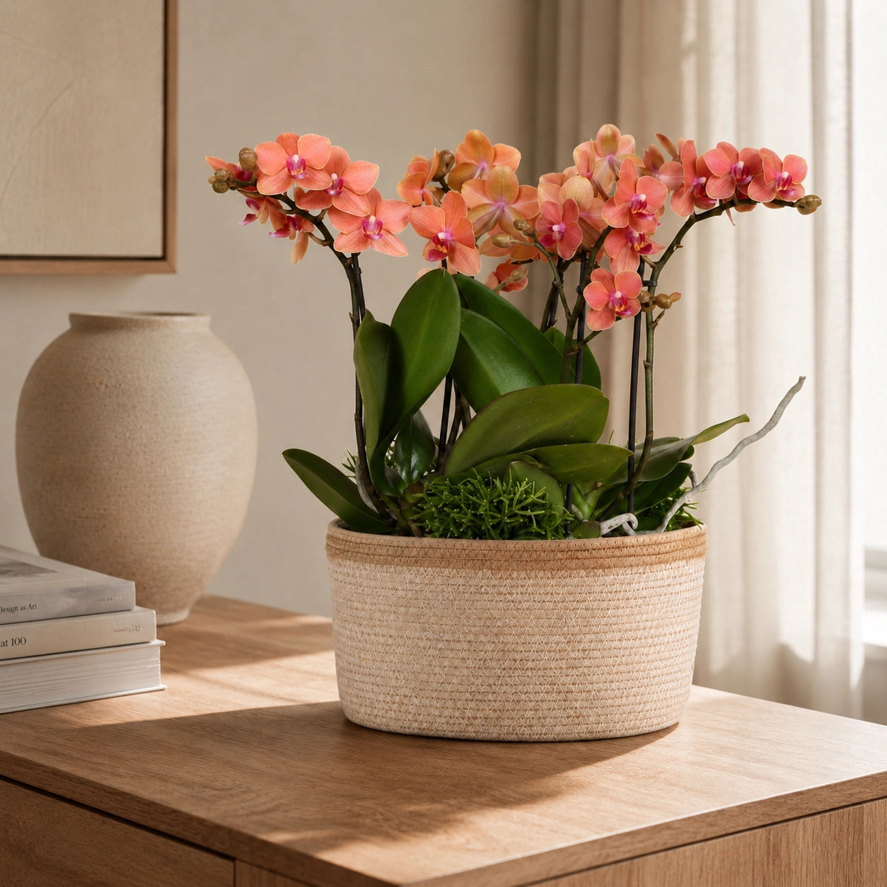 Plantenarrangement met 3 oranje Phalaenopsis ‘Bolzano’ en 3 Rhipsalis – Cotton mand met waterreservoir